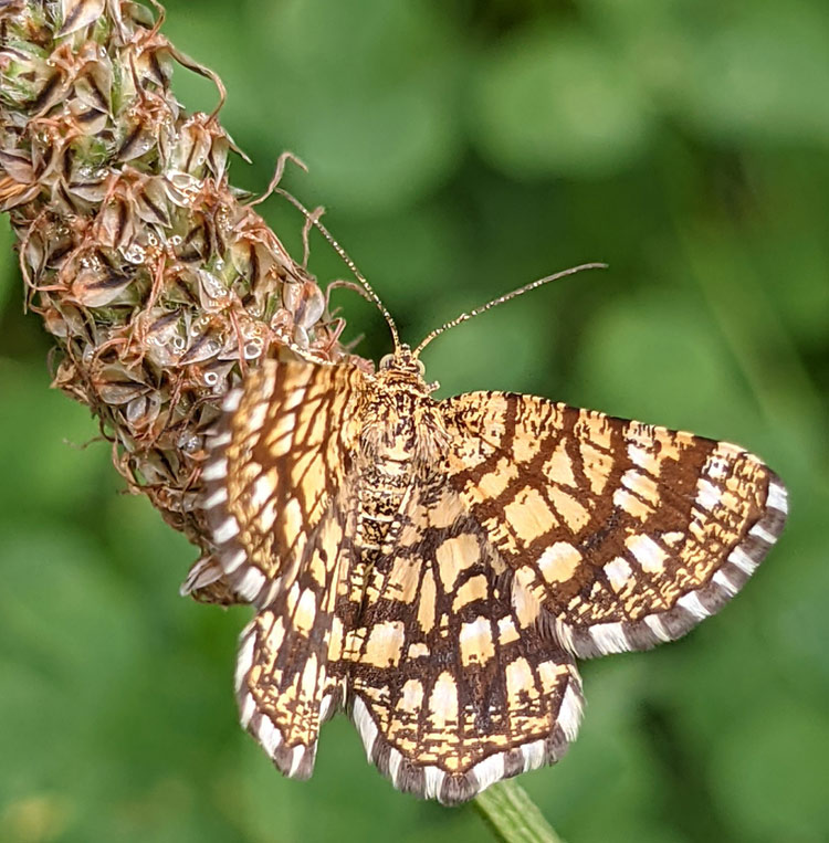 Klee-Gitterspanner, Chiasmia clathrata